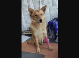 Βρέθηκε-Χάθηκε θηλυκός σκύλος στην Πεύκη Αττικής