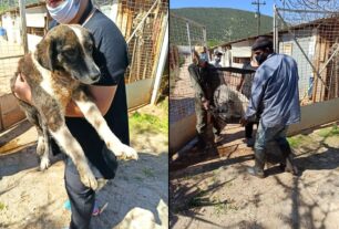 Η Ε.Δ.Κ.Ε. στείρωσε - εμβολίασε 100 σκυλιά που ζούσαν σε άθλιες συνθήκες σε παράνομο κυνοκομείο στον Αλμυρό Μαγνησίας
