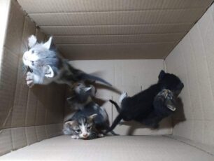 Αμαλιάδα Ηλείας: Βρήκαν πέντε γατάκια πεταμένα στο νεκροταφείο της Φραγκαβίλας (βίντεο)