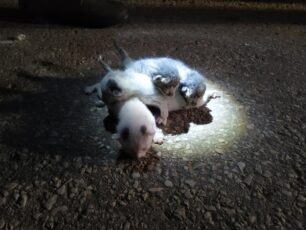 Αμαλιάδα Ηλείας: Νεογέννητα γατάκια μέσα σε τσουβάλι πεταμένα στον κάδο σκουπιδιών (βίντεο)