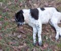 Σκύλος νεκρός από φόλα στην Αναρράχη Κοζάνης