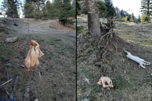 Νεκρά ζώα - φόλες σε ορεινή περιοχή στο Ανήλιο Ιωάννινων