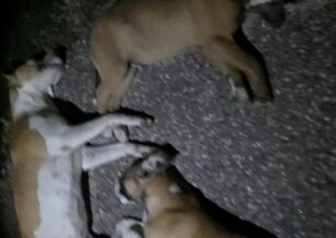 Τρία σκυλιά δολοφονημένα με φόλες στα Άνω Λιόσια Αττικής