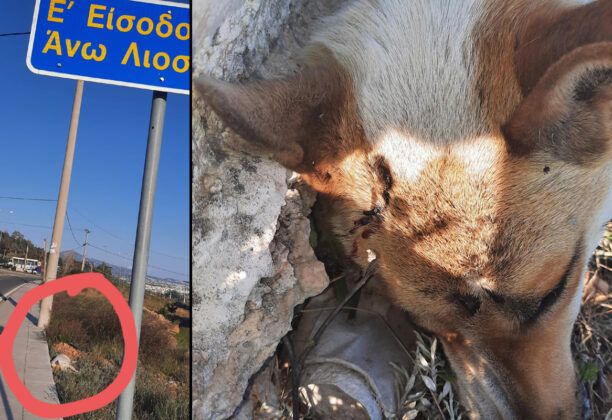Ξυλοκοπημένος μέχρι θανάτου ο σκύλος που βρέθηκε νεκρός στα Άνω Λιόσια Αττικής