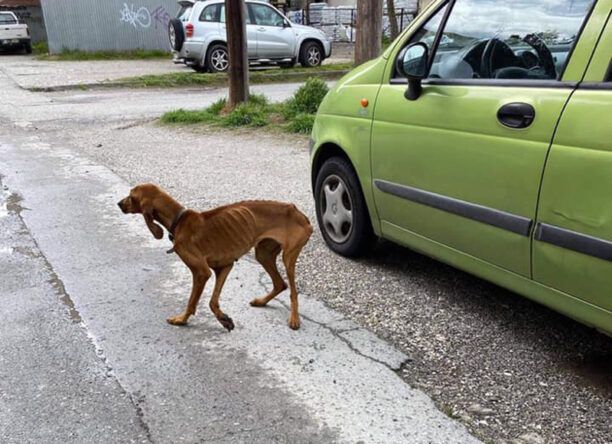Σκελετωμένος μόνο από την πείνα ο σκύλος που βρέθηκε στην Αριδαία Πέλλας
