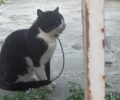 Έσωσαν γάτα που κάποιος βασάνιζε με θηλιά στον λαιμό στην Αρτέμιδα Αττικής