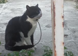 Έσωσαν γάτα που κάποιος βασάνιζε με θηλιά στον λαιμό στην Αρτέμιδα Αττικής