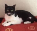 Χάθηκε ασπρόμαυρη αρσενική γάτα στο Μαρούσι Αττικής