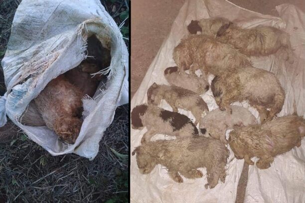 Αταλάντη Φθιώτιδας: Βρήκε μέσα σε τσουβάλια 21 κουτάβια, τα 10 τσοπανοσκυλάκια ήταν νεκρά