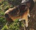 Αυλίδα Εύβοιας: Καταγγέλλει πυροβολισμό σκύλου στη 204η Μοίρα Γενικών Αποθηκών της Πολεμικής Αεροπορίας