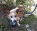 Αχαΐα: Πέταξε τον ηλικιωμένο και άρρωστο σκύλο σε ορεινή περιοχή της Πάτρας