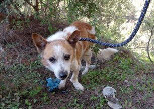 Αχαΐα: Πέταξε τον ηλικιωμένο και άρρωστο σκύλο σε ορεινή περιοχή της Πάτρας