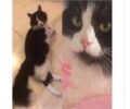 Bρέθηκε - Χάθηκε ασπρόμαυρη γάτα στον Βύρωνα Αττικής
