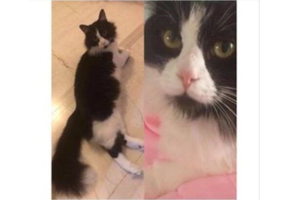 Bρέθηκε - Χάθηκε ασπρόμαυρη γάτα στον Βύρωνα Αττικής