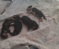 Δάρδιζα (Αχλαδίτσα) Αργολίδας: Βρήκαν πεταμένα στα σκουπίδια 6 νεογέννητα κουτάβια (βίντεο)
