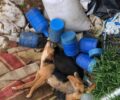 Πτώματα σκυλιών και σκουπίδια πεταμένα σε ρέμα στο χωριό Δήμητρα Λάρισας