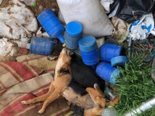 Πτώματα σκυλιών και σκουπίδια πεταμένα σε ρέμα στο χωριό Δήμητρα Λάρισας