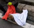 Μετέφεραν από τη Δράμα στη Θεσσαλονίκη το τραυματισμένο τσακάλι για να το σώσουν (βίντεο)