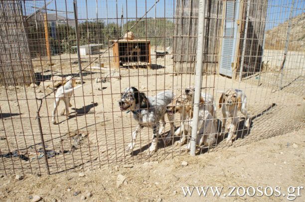 Dogs’ Voice: «Όταν η παράνομη αναπαραγωγή γίνεται επικερδής επιχείρηση»