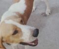 Χάθηκε αρσενικός σκύλος από τη Λαχανάδα Μεσσηνίας