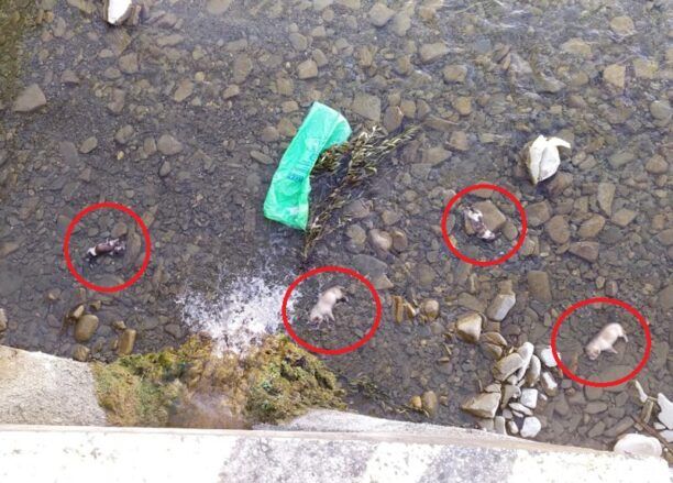 Ευηνοχώρι Αιτωλοακαρνανίας: Πέταξε 10 κουτάβια στο ποτάμι και έπνιξε 6