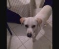 Χάθηκε αρσενικός σκύλος στο Κρυονέρι Αττικής