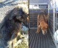 Πέθαναν και τα δύο άρρωστα σκυλιά που βρέθηκαν πεταμένα στο φράγμα Πηνειού στην Ήλιδα Ηλείας (βίντεο)