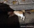 Αθήνα: Πολλές γάτες νεκρές, δολοφονημένες με φόλες στα Σεπόλια