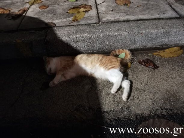 Αθήνα: Πολλές γάτες νεκρές, δολοφονημένες με φόλες στα Σεπόλια