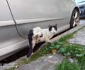 Αναζητούν ασπρόμαυρη γάτα με τραυματισμένο πόδι στη Νίκαια Αττικής