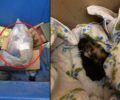 Ηγουμενίτσα Θεσπρωτίας: Βρήκαν νεογέννητα γατάκια σε τσουβάλι πεταμένα σε κάδο