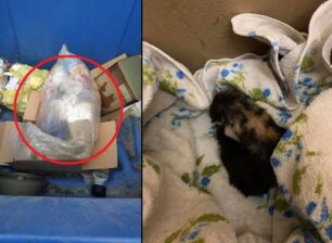 Ηγουμενίτσα Θεσπρωτίας: Βρήκαν νεογέννητα γατάκια σε τσουβάλι πεταμένα σε κάδο