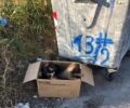 Ηράκλειο Κρήτης: Κουτάβια μέσα σε κούτα πεταμένα στα σκουπίδια (βίντεο)