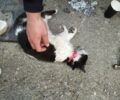 Γάτα δολοφονημένη με φόλα στην Καλαμάτα Μεσσηνίας