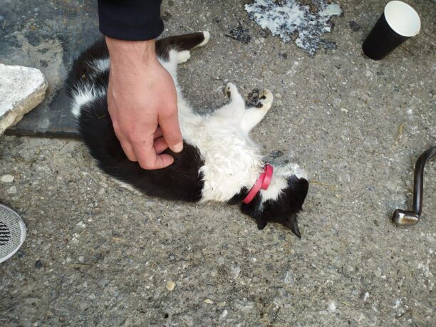 Γάτα δολοφονημένη με φόλα στην Καλαμάτα Μεσσηνίας