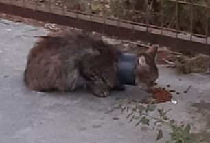Καλλιθέα Αττικής: Έσωσε γάτα που περιφερόταν με σωλήνα νερού σαν περιλαίμιο