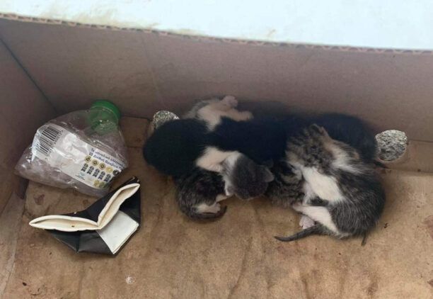 Κάλυμνος: Νεογέννητα γατάκια μέσα σε κούτα πεταμένα στα σκουπίδια