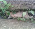 Γάτες δολοφονημένες με φόλες στο χωριό Καραϊσκάκης Αιτωλοακαρνανίας