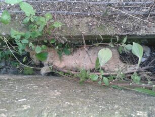 Γάτες δολοφονημένες με φόλες στο χωριό Καραϊσκάκης Αιτωλοακαρνανίας