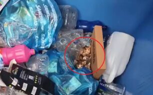 Κάρπαθος: Γάτα έκανε φωλιά για τα γατάκια της τον κάδο ανακύκλωσης (βίντεο)