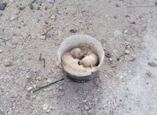 Καρυά Αχαΐας: Βρήκε 4 νεογέννητα κουτάβια πεταμένα στα σκουπίδια έξω από το νεκροταφείο