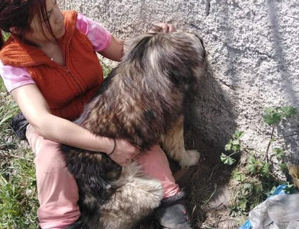 Καστοριά: Έσωσαν σκύλο που σφήνωσε σε μαντρότοιχο στην προσπάθεια του να βρει τροφή (βίντεο)