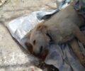 Κεφαλλονιά: Με φόλες δολοφόνησε τρεις γάτες και έναν σκύλο σε αυλή σπιτιού στα Δαμουλιανάτα