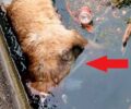 Κέρκυρα: Σκύλος με θηλιά από σχοινί στον λαιμό βρέθηκε πνιγμένος στη μαρίνα Γουβιών