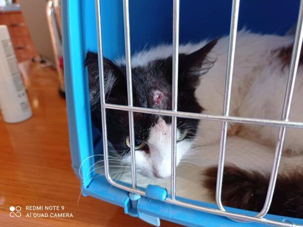 Κόρινθος: Επέζησε και χρειάζεται σπιτικό η αδέσποτη γάτα που πυροβολήθηκε στο κεφάλι με αεροβόλο