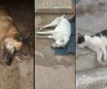 Με φόλες δολοφονήθηκαν σκυλιά και γάτες στον Συνοικισμό της Κορίνθου (βίντεο)