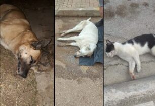 Με φόλες δολοφονήθηκαν σκυλιά και γάτες στον Συνοικισμό της Κορίνθου (βίντεο)