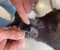 Κως: Έσωσαν γάτα που παγιδεύτηκε σε θηλιά συρμάτινης παγίδας κυνηγού