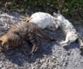Γάτες δολοφονημένες με φόλες στα Κρέστενα Ηλείας