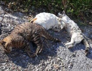 Γάτες δολοφονημένες με φόλες στα Κρέστενα Ηλείας